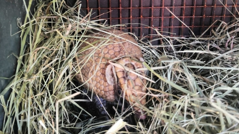 Сотрудники Калининградского зоопарка сняли на видео шаровидного броненосца