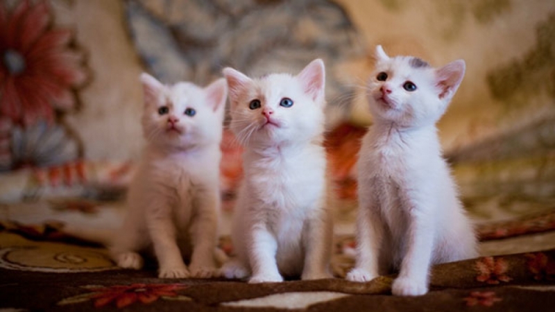 Стало известно, от чего зависит популярность фото питомца в Сети