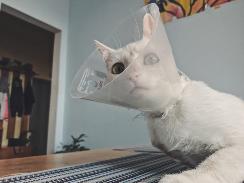 Стало известно, от чего зависит популярность фото питомца в Сети