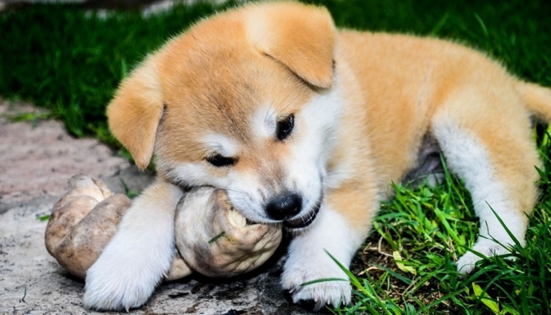 Стало известно, от чего зависит популярность фото питомца в Сети