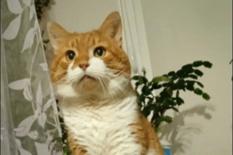 Убийц северодвинского кота Кузи разыскивают в другом городе