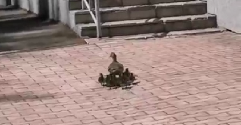 Утиное семейство стало звездами в соцсетях Сыктывкара