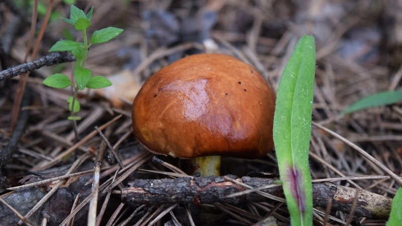 В лесах Ленобласти выросли первые съедобные грибы