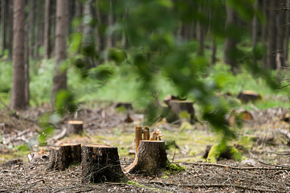 В России недосчитались елок и сосен