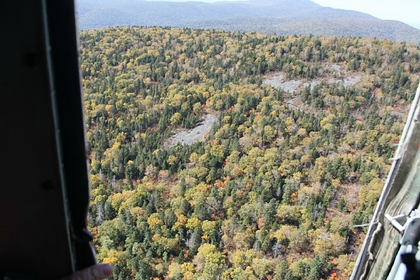 В России стало больше леса