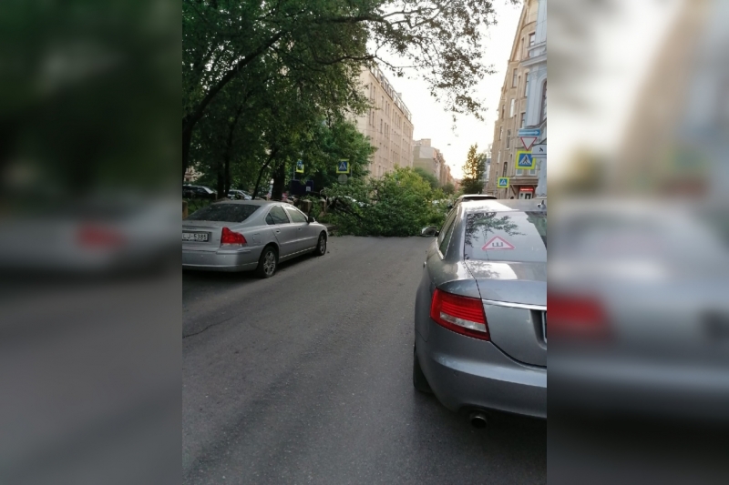 Велокурьер чудом остался цел: в Петербурге огромная ветка рухнула на дорогу