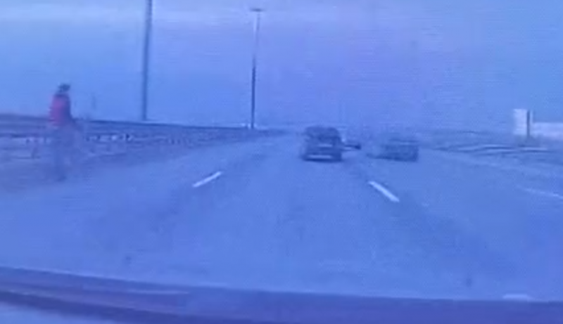 Ветеринары вылечили лисенка, которого сбила машина на КАД