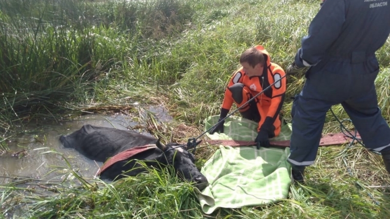 Волонтеры показали спасение беременной коровы в Никольском