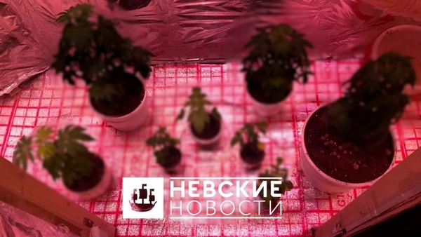 Задержанного в «нехорошей квартире» Ивана Дорофеева взяли под стражу