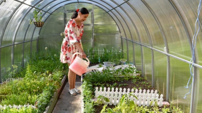 Закаленные растения: что и как сажать петербуржцам на дачах в начале осени