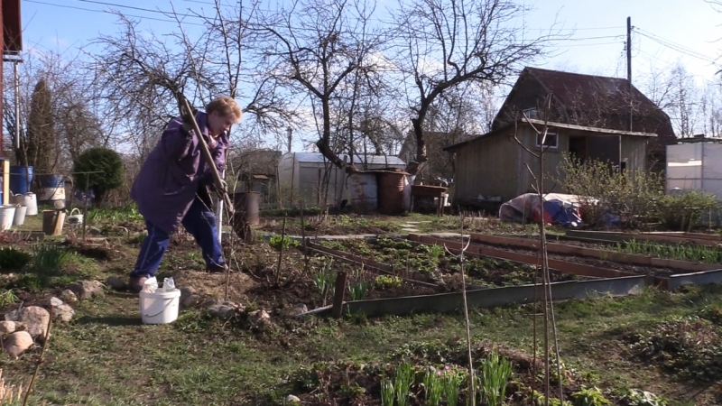 Закаленные растения: что и как сажать петербуржцам на дачах в начале осени