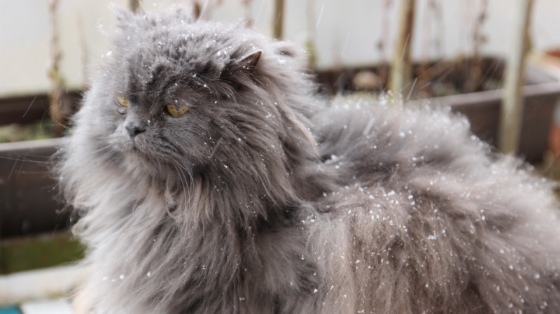 Жителей Республики Коми ждет неделя дождей и мокрого снега