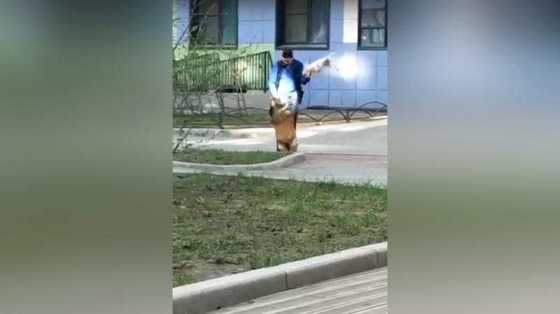 Живодер с Крыленко получил штраф за избиение собаки другим псом