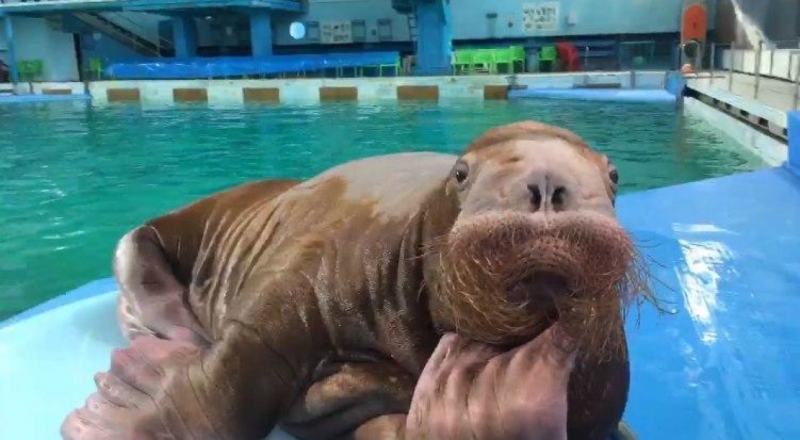 Животные из петербургского дельфинария до конца года будут выступать на юге