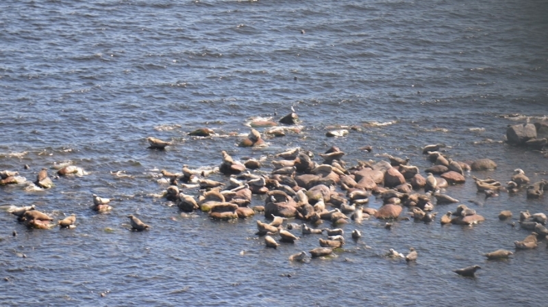 Зоозащитники выяснят, сколько серых тюленей обитает в Финском заливе